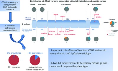 Rare Variants in the Epithelial Cadherin Gene Underlying the Genetic Etiology of Nonsyndromic Cleft Lip with or without Cleft Palate