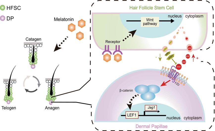 Melatonin promotes hair regeneration by modulating the Wnt/β-catenin signalling pathway