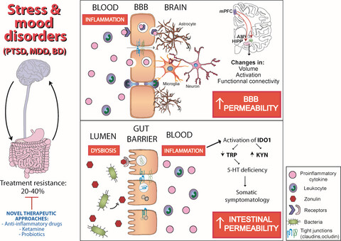 Inflammation-driven brain and gut barrier dysfunction in stress and mood disorders