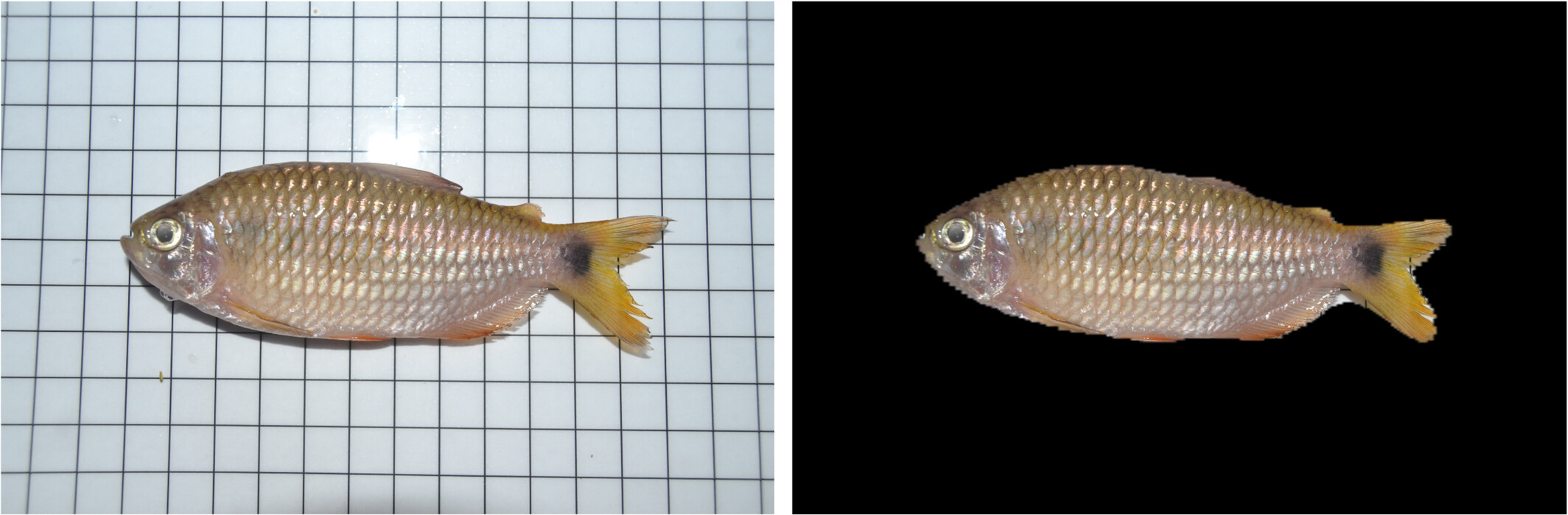 Application of a deep learning image classifier for identification of Amazonian fishes
