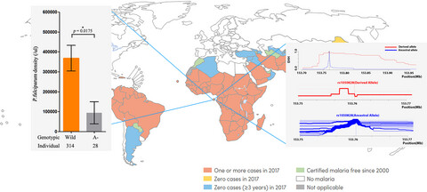Evidence of positively selected G6PD A- allele reduces risk of Plasmodium falciparum infection in African population on Bioko Island