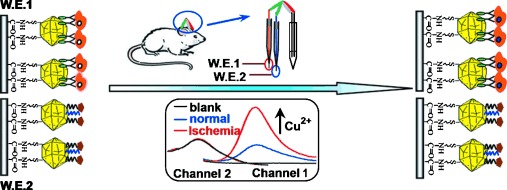 A Two-Channel Ratiometric Electrochemical Biosensor for In Vivo Monitoring of Copper Ions in a Rat Brain Using Gold Truncated Octahedral Microcages