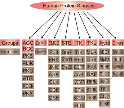 Role of protein phosphorylation in cell signaling, disease, and the intervention therapy