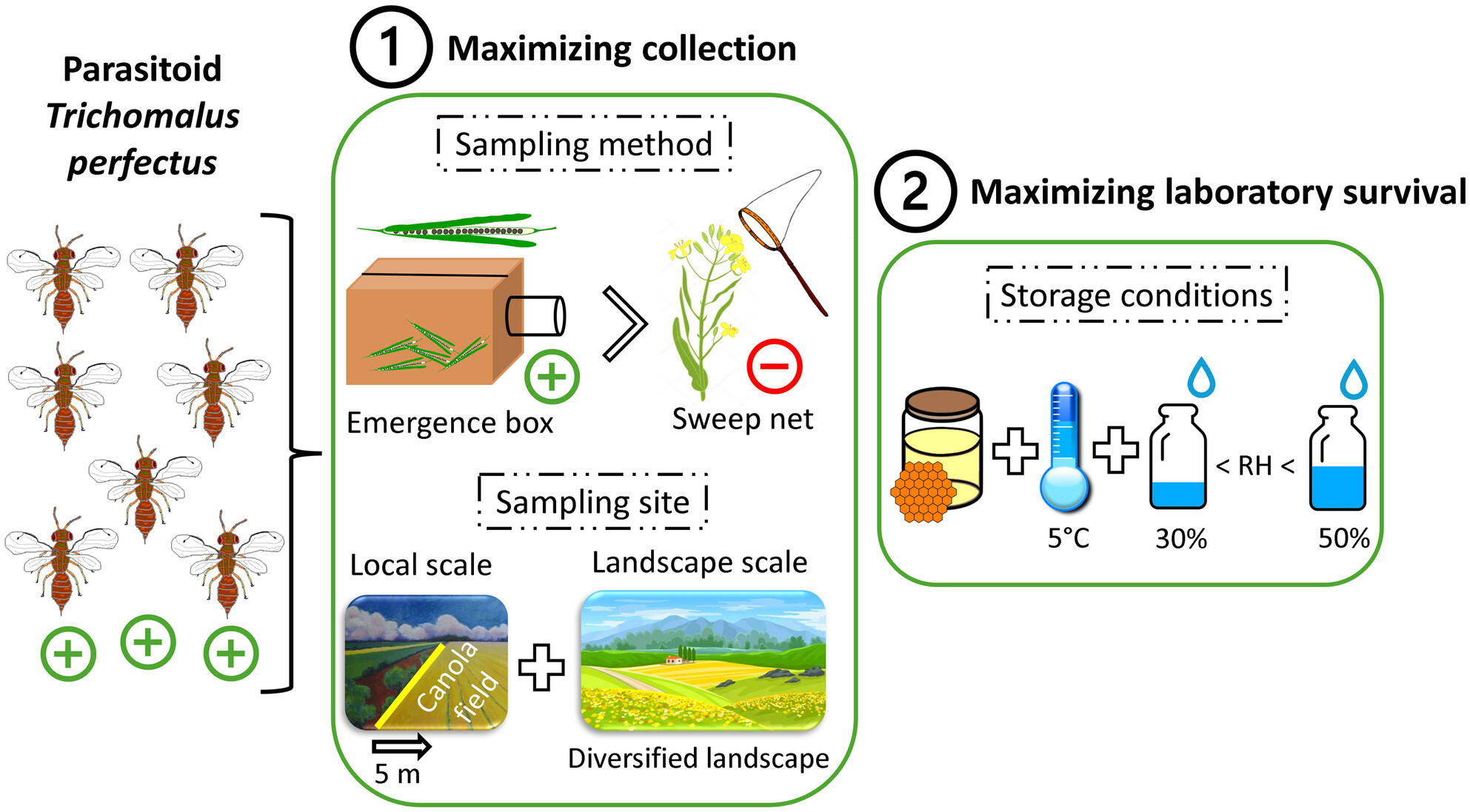Optimizing field collection and laboratory conservation of the parasitoid Trichomalus perfectus before release against the cabbage seedpod weevil Ceutorhynchus obstrictus