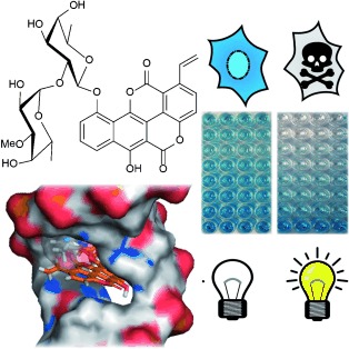 Rational Design of an Apoptosis-Inducing Photoreactive DNA Intercalator