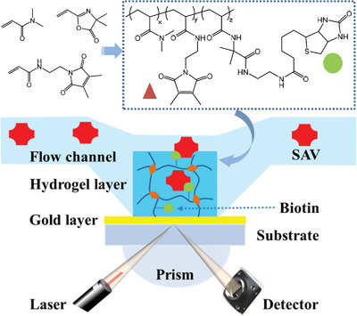 Biomolecule Sensor Based on Azlactone-Modified Hydrogel Films