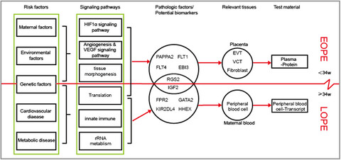 Systemic transcriptome comparison between early- And late-onset pre-eclampsia shows distinct pathology and novel biomarkers