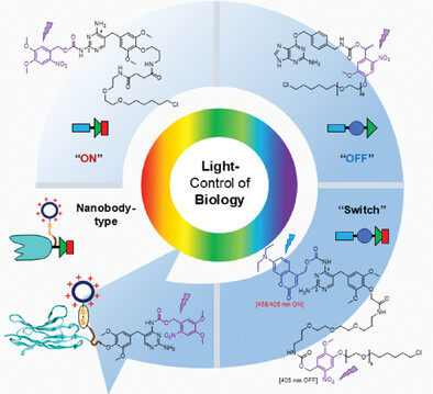 Chemo-optogenetic Dimerization Dissects Complex Biological Processes