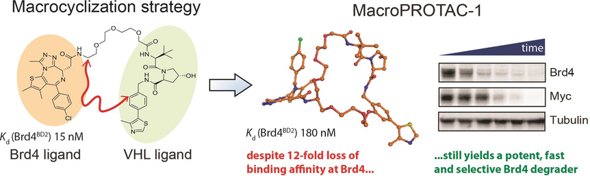 Structure-Based Design of a Macrocyclic PROTAC