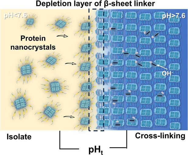 pH-Responsive Protein Conformation Transistor