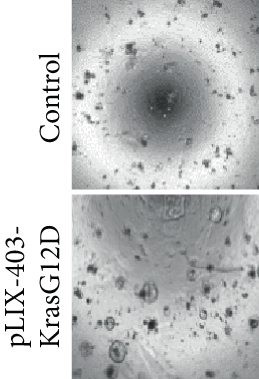 Details are in the caption following the image