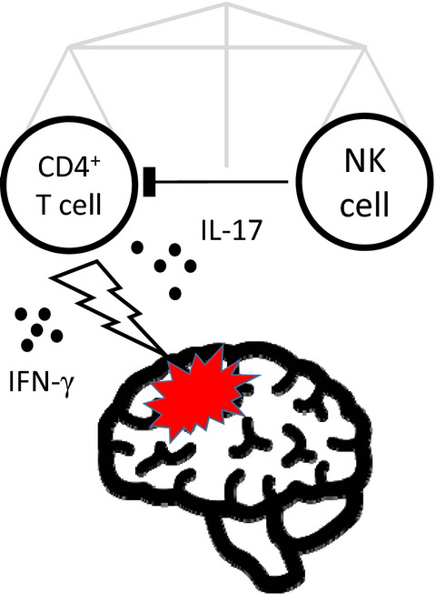 Prognostic value of natural killer cell/T cell ratios for disease activity in multiple sclerosis