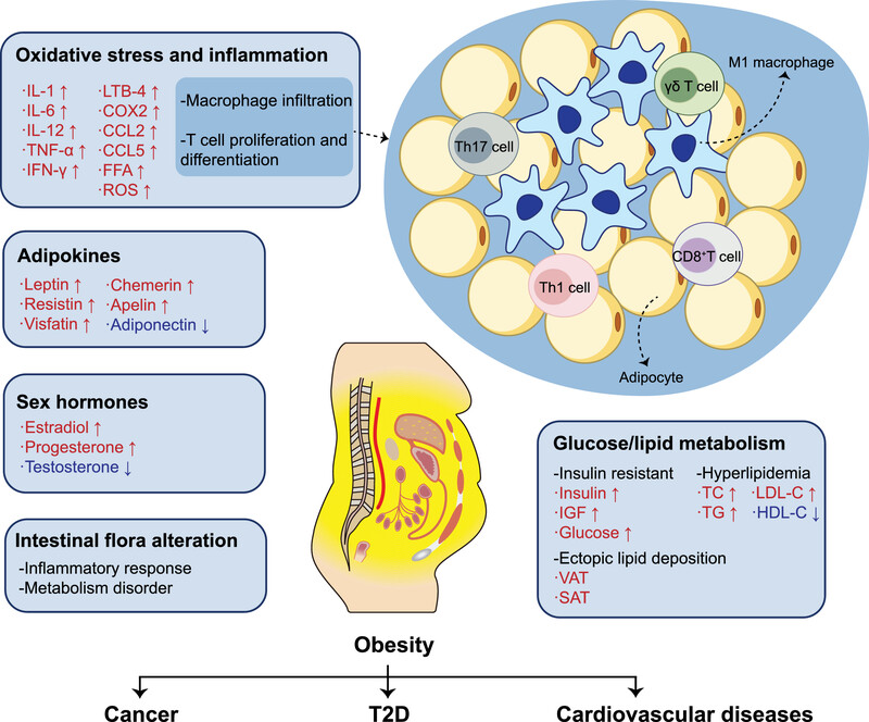 Epigenetic modifications in obesity-associated diseases