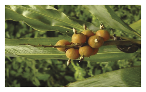 Details are in the caption following the image