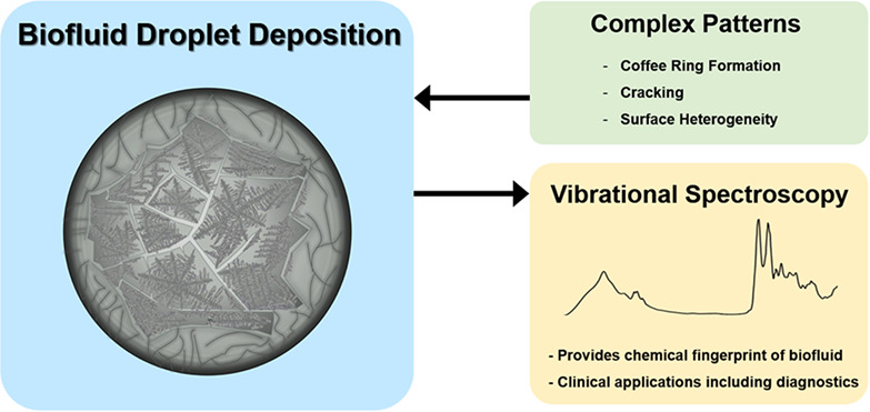 Biofluid spectroscopic disease diagnostics: A review on the processes and spectral impact of drying