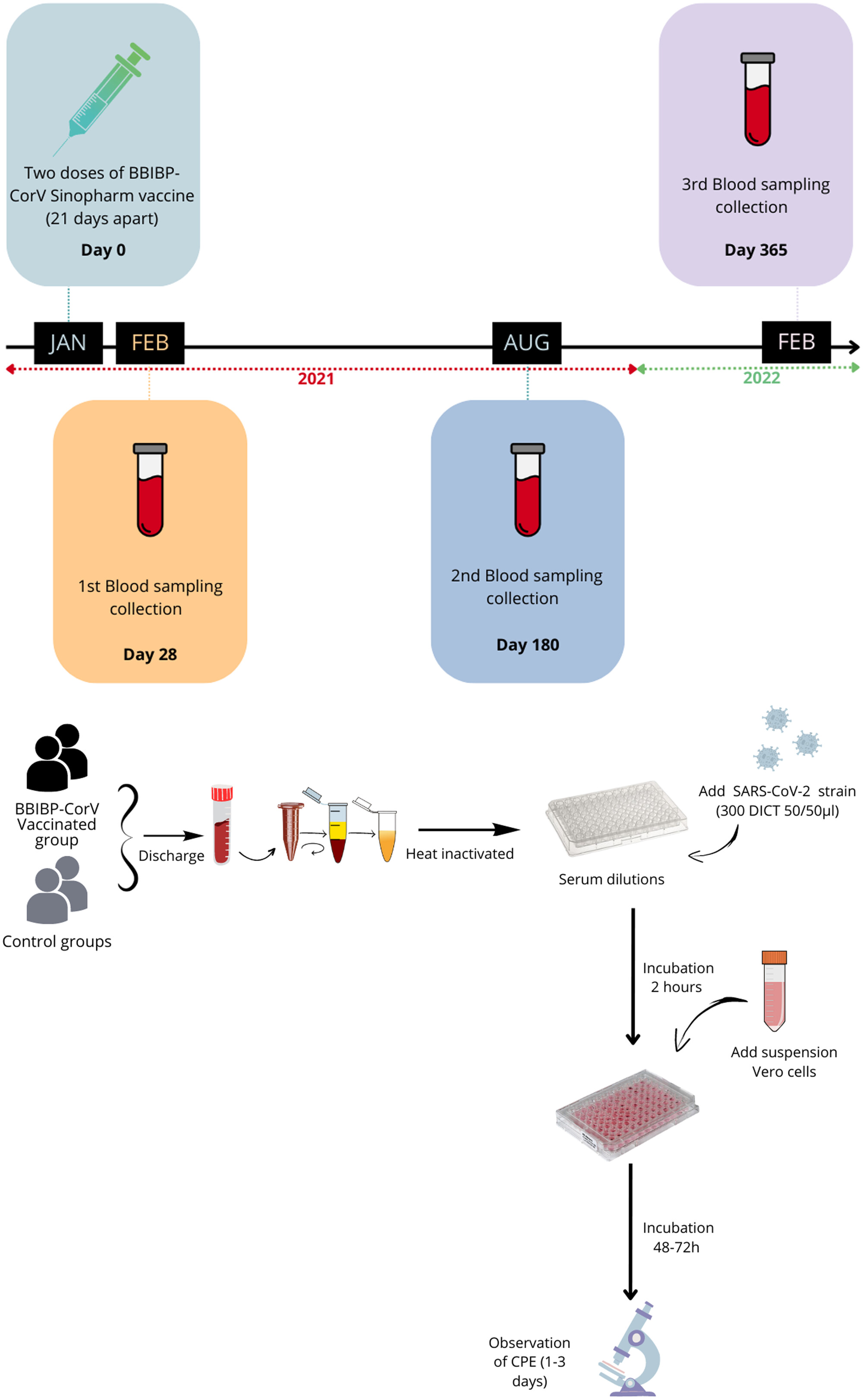 Immunogenicity of two-dose sinopharm BBIB-CorV vaccine in Morocco: One-year follow-up and neutralizing activity against severe acute respiratory syndrome coronavirus 2 variants of concern