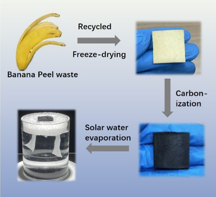 Biomass Waste-Derived Solar Evaporator for Efficient and Low-Cost Water Evaporation