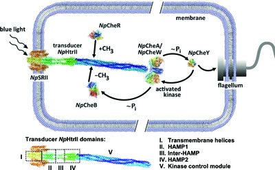 Ambiguities in and completeness of SAS data analysis of membrane proteins: the case of the sensory rhodopsin II–transducer complex