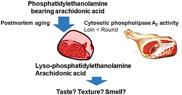 Decrease in Intramuscular Levels of Phosphatidylethanolamine Bearing Arachidonic Acid During Postmortem Aging Depends on Meat Cuts and Breed