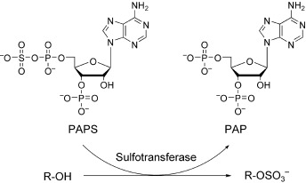 Sulfotransferases: Structure, Mechanism, Biological Activity, Inhibition, and Synthetic Utility