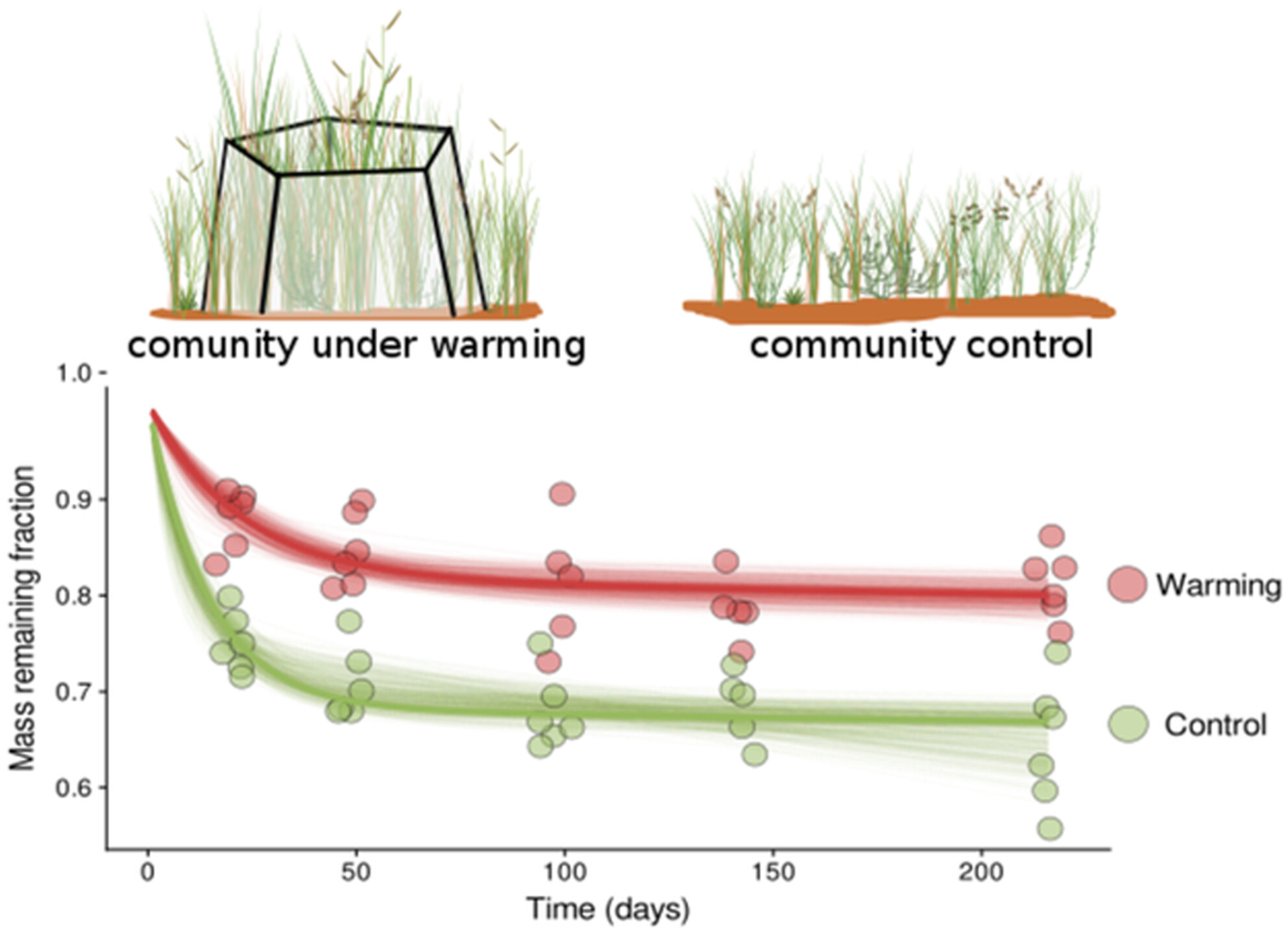 Experimental Warming Affects Salt Marsh Litter Decomposition Through Changes in Plant Species Assemblage