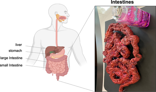 Details are in the caption following the image Details are in the caption following the image