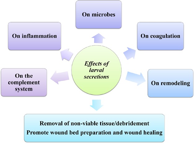 Multiple actions of Lucilia sericata larvae in hard-to-heal wounds