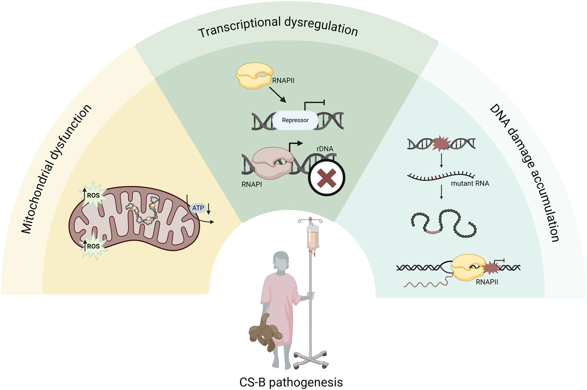 Insights Into Cockayne Syndrome Type B: What Underlies Its Pathogenesis?