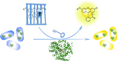 Bioorthogonal Enzymatic Activation of Caged Compounds