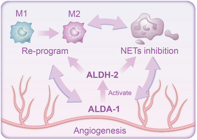 Immune-Vascular Synergy: A Photodynamic Hydrogel Activating ALDH2 to Combat Inflammation and Enhance Angiogenesis in Diabetic Wound Healing