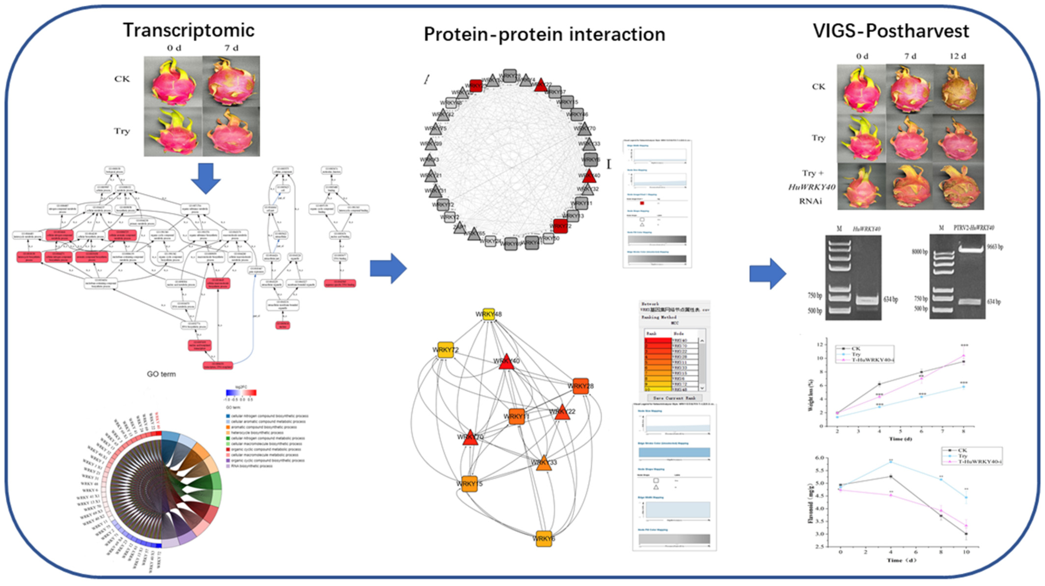 Transcriptome analyses and virus-induced gene silencing identify HuWRKY40 acting as a hub transcription factor in the preservation of Hylocereus undatus by trypsin