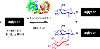 Probing the Aglycon Promiscuity of an Engineered Glycosyltransferase