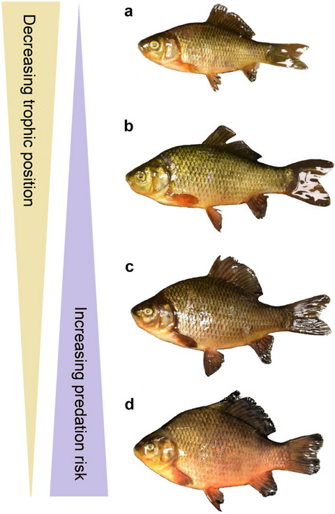 Predator community and resource use jointly modulate the inducible defense response in body height of crucian carp