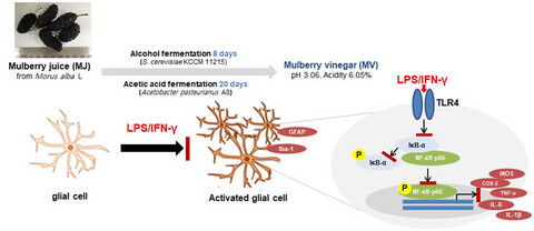 Mulberry vinegar attenuates lipopolysaccharide and interferon gamma-induced inflammatory responses in C6 glial cells