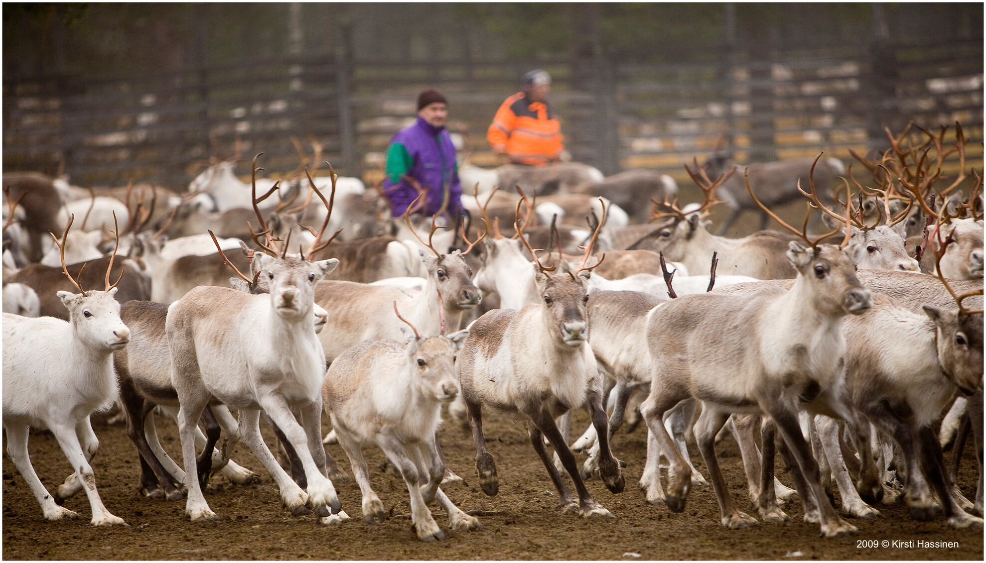 Inferences about the population history of Rangifer tarandus from Y chromosome and mtDNA phylogenies
