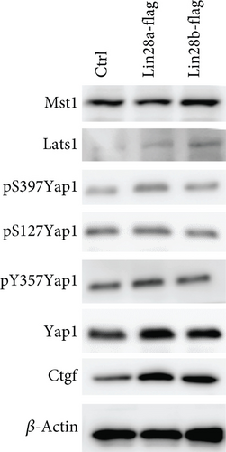 Details are in the caption following the image