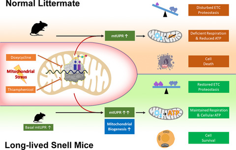 Improved mitochondrial stress response in long-lived Snell dwarf mice