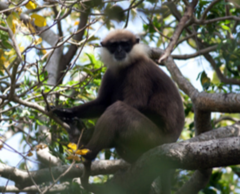 Gut microbiome, diet, and conservation of endangered langurs in Sri Lanka