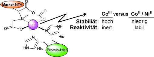 Cobalt(III) als stabiles und inertes Vermittlerion zwischen Nitrilotriessigsäure und Proteinen mit His6-Tag