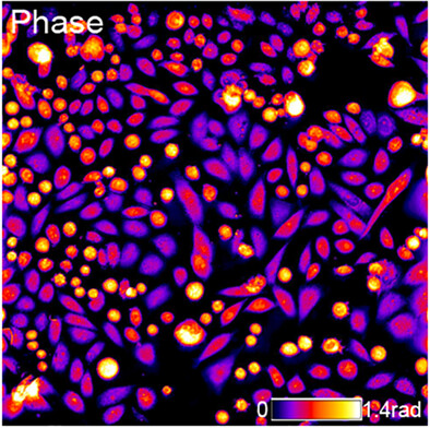 Reflectional quantitative differential phase microscopy using polarized wavefront phase modulation