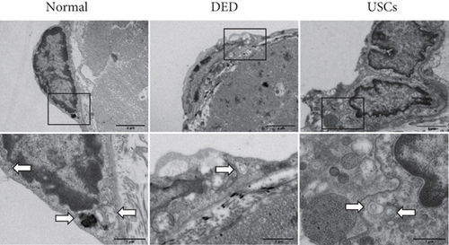 Details are in the caption following the image Details are in the caption following the image