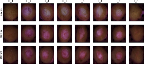 Details are in the caption following the image Details are in the caption following the image