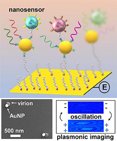 Plasmonic DNA-Barcoded Virion Nano-Oscillators for Multiplexed Quantification of Small-Molecule Binding Kinetics to Membrane Proteins