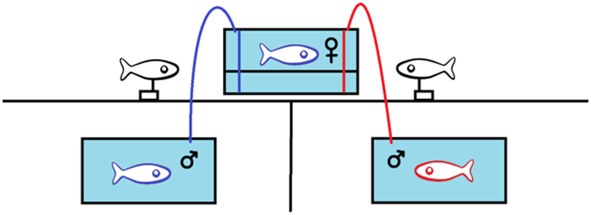 Response to MHC-based olfactory cues in a mate choice context in two species of darter (Percidae: Etheostoma)