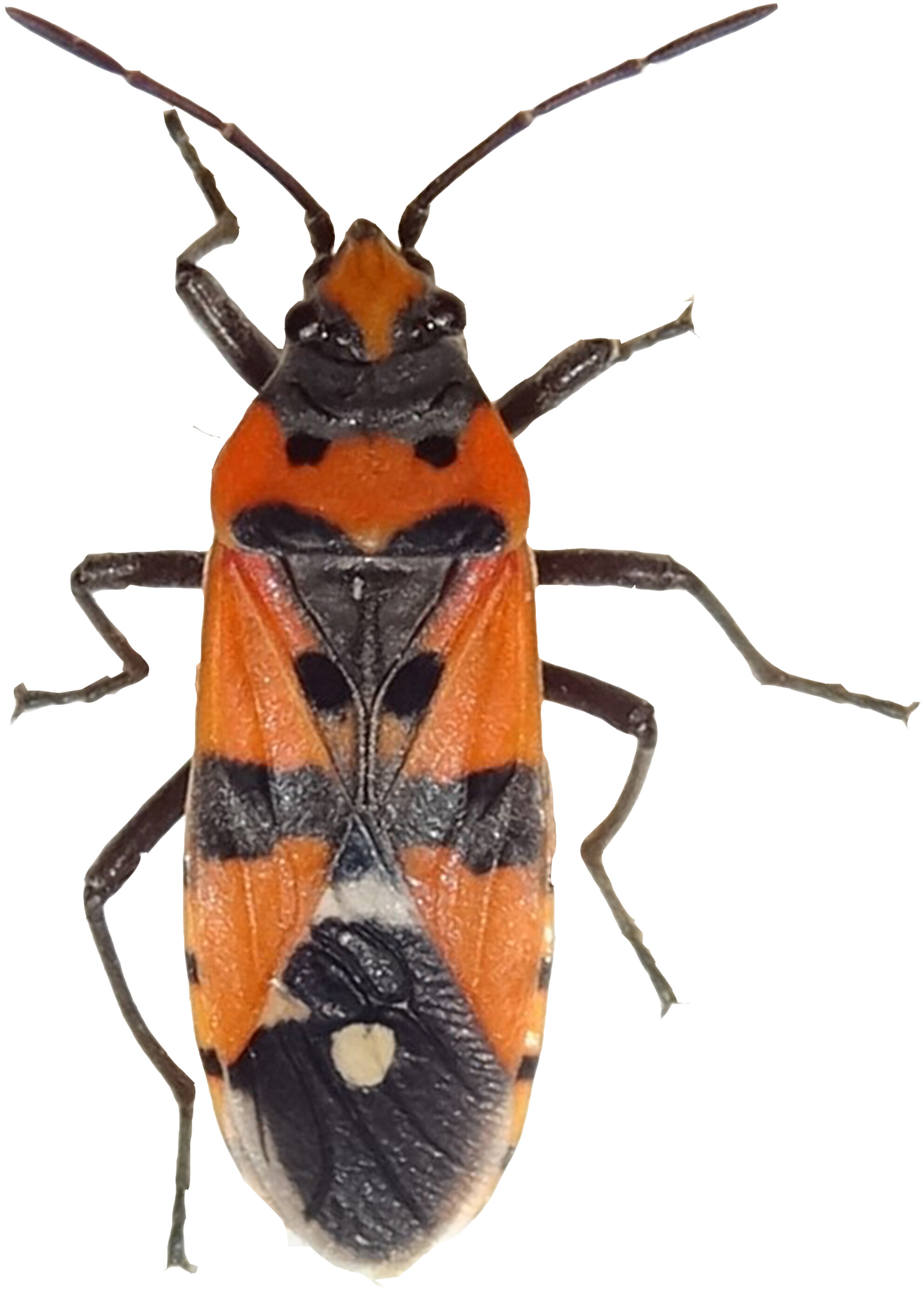 Is mating failure caused by cryptic male choice in the seed bug Lygaeus simulans?