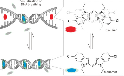 Probing Transient DNA Conformation Changes with an Intercalative Fluorescent Excimer