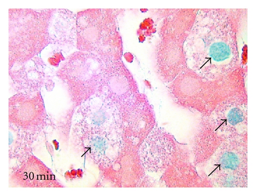Details are in the caption following the image Details are in the caption following the image