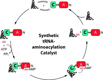 A Synthetic Adenylation-Domain-Based tRNA-Aminoacylation Catalyst
