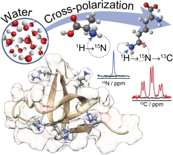 Cross-Polarization Schemes for Improved Heteronuclear Transfers Involving Labile Protons in Biomolecular Solution NMR