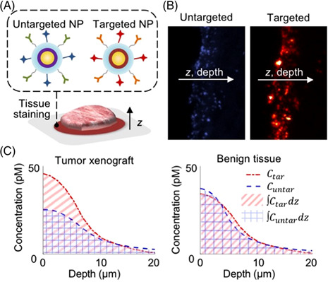 Microscopic investigation of" topically applied nanoparticles for molecular imaging of fresh tissue surfaces